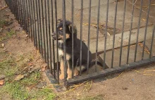 Schronisko dla zwierząt wstrzymało adopcje szczeniąt. "Pies to nie prezent"