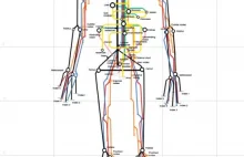 Wizualizacja ludzkiego ciała jak mapa metra