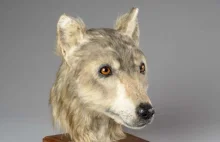 Tak wyglądał pies, który żył ponad 4000 lat temu