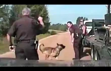 Policyjny pies wgryza się w głowę zatrzymanego po pościgu.