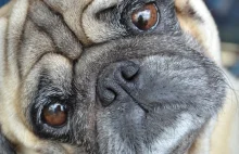 Komornik zajął rodzinie psa i sprzedał go w internecie - Polsat News
