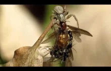 Mrówki kopulują ze zmarłą królową, którą zjada pająk