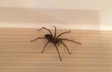 Genialny sposób na pozbycie się pająków z domu.ᄽὁȍ ̪ őὀᄿ