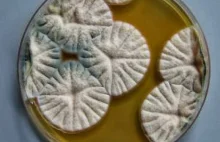 Penetracja tkanki roślinnej przez patogen grzybowy