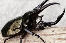 Beetles battle - czyli kształt rogu a styl walki [+film]