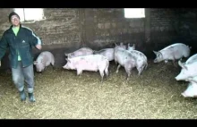 Video Dowcip- Świnie "u Szwagra"