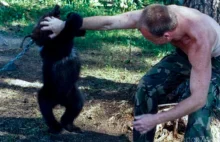 Niedźwiedź zabił Rosjanina. Jego krewni ledwo uszli z życiem