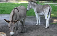 Donkeys reunited at Polish zoo after sex scandal