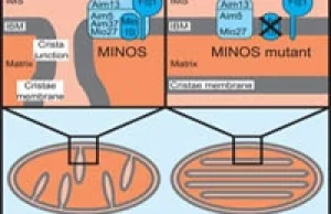 Odkryto nowy mechanizm w mitochondriach