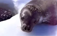 Portal: Wild seal fusses over going into the water