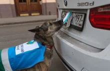 Psy walczą ze złym parkowaniem - Rosja nigdy nie przestaje zaskakiwać