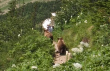 3 sekundy po zrobieniu tego zdjęcia, podnieśli głowę