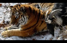 Tygrys zaprzyjaźnił się z kozłem, którego dostał na obiad.