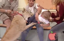 Lew atakuje dziecko na wizji