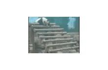 Chamska panda
