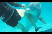 Delfin podrywa kobietę nurka