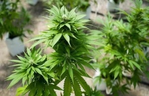 Medyczna marihuana legalna w Australii.