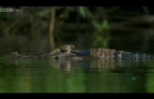 Wydry olbrzymie polujące na krokodyla.