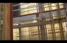 Alcatraz - najcięższe więzienie świata - Lektor PL