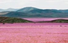 Pustynia Atacama w Chile zakwitła!