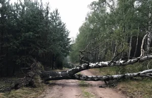 Szydło jak Cimoszewicz? Klęska w Borach Tucholskich obnażyła brutalną prawdę!