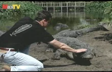 Alligator Attack - Max Kolonko oko w oko z aligatorem