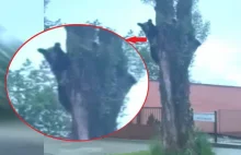 Słowacja. Niedźwiedź wskoczył na drzewo w centrum miasta. WIDEO