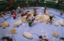 Obserwacje wykazały, że mrówki awansują w trakcie swojej kariery