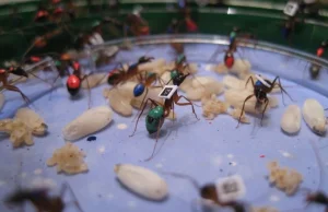 Obserwacje wykazały, że mrówki awansują w trakcie swojej kariery