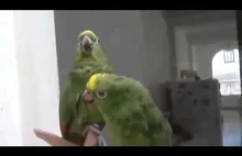 Duet pijanych papug