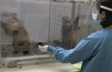 Ciekawy eksperyment z małpami (za reddit)