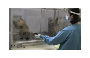 Ciekawy eksperyment z małpami (za reddit)