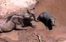 Mały, osierocony hipopotam szuka opieki u osłabionej antylopy gnu.