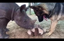 Mały nosorożec bawi się z psem