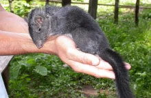 Szczurza latimeria - odkryty w 2005 w Laosie gatunek sprzed 11mln lat