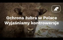 Ochrona żubra w Polsce. Wyjaśniamy kontrowersje - Lasy Państwowe