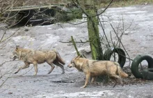 Wilk uciekł z wybiegu w gdańskim zoo. Został zastrzelony