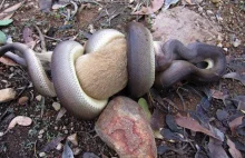 W Parku Narodowym Nitmiluk w Australii pyton połknął torbacza [FOTO]