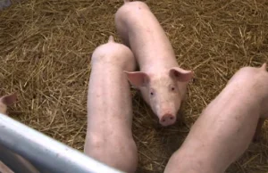 Naukowcy chcą hodować ludzkie narządy w organizmach świń