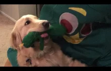 Urocza reakcja psa na jego ulubioną zabawkę w dużej skali