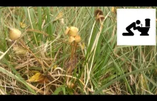 Łysiczka lancetowata (Psilocybe semilanceata)