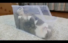 Kot relaksujący się w plastikowym pudełku