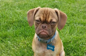 Earl - nowy Grumpy Dog