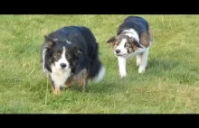Pies buszujący w trawie