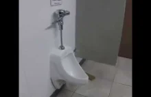 Piesek korzysta z toalety