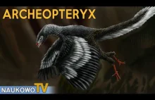Archeopteryx - jurajski praptak, brakujące ogniwo ewolucji