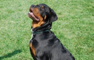 Rottweiler zaatakował dziecko po raz drugi. - Szarpał jak kukiełką