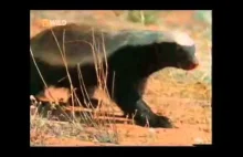 Honey badger doesn't give a shit