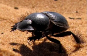 Biolodzy odkryli chrząszcze, które... galopują