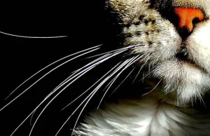 Wibrysy – niezwykłe wąsy "zwykłego" kota